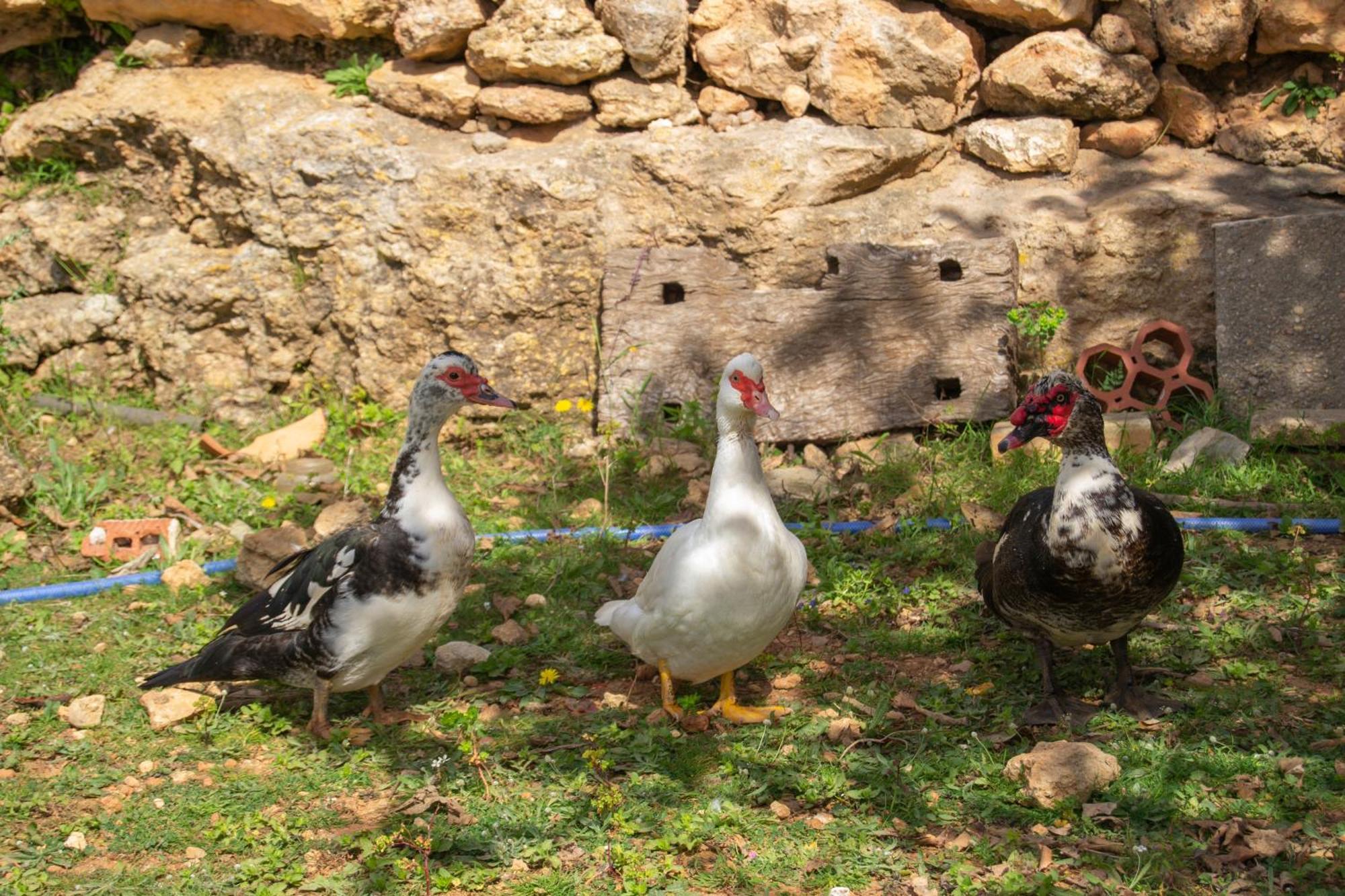 Agroturismo Rural Can Prats Santa Eulària des Riu Exterior foto